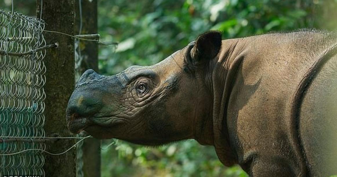 نفوق آخر وحيد قرن سومطري في ماليزيا