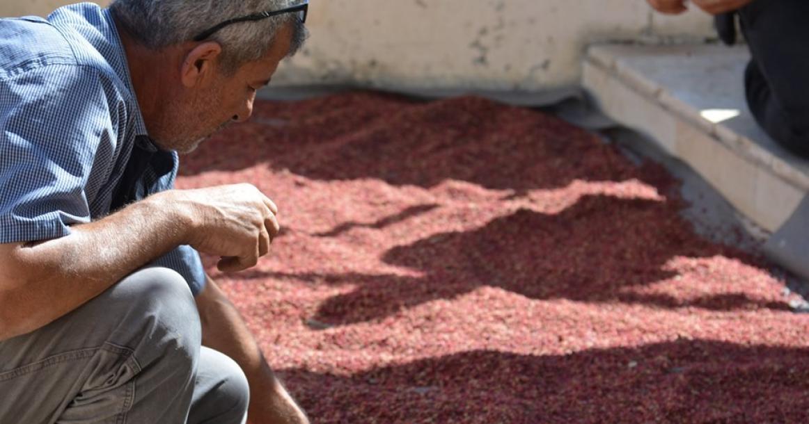 موسم السماق الطبيعي في سلفيت بالضفة الغربية