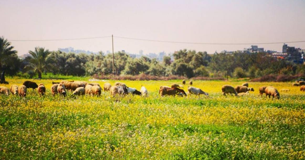 جمال الطبيعة على الحدود الشرقية للقطاع