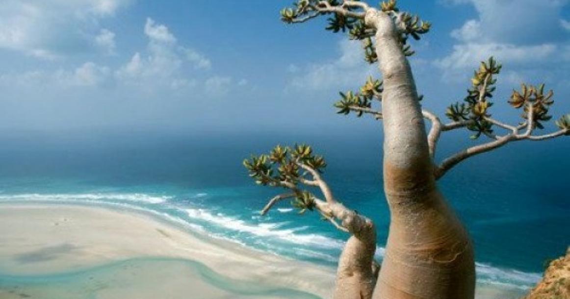نباتات جزيرة سوقطرة الغريبة