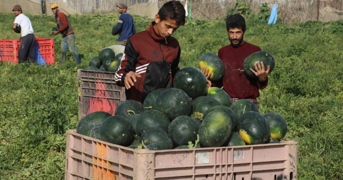 موسم قطف البطيخ في غزة
