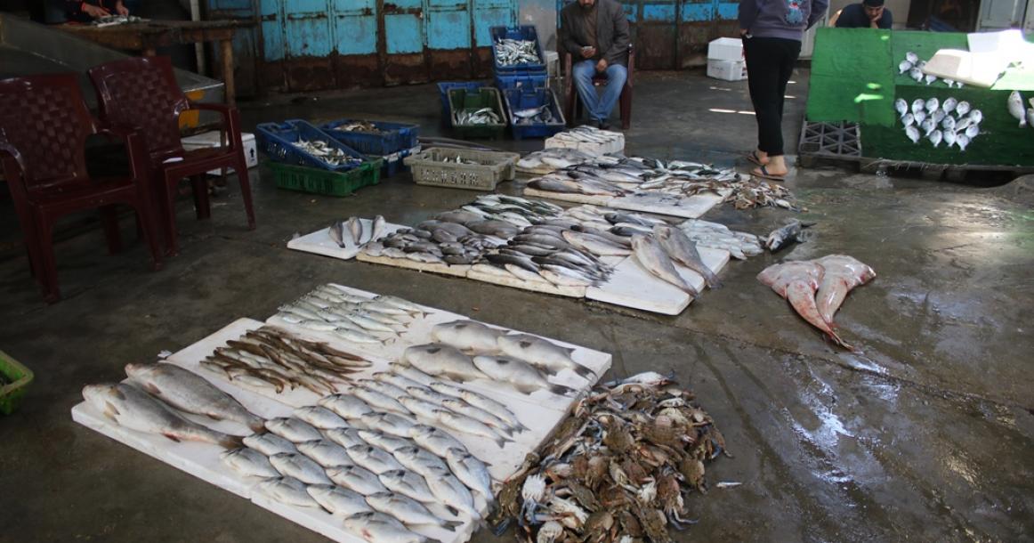 حسبة السمك صباح اليوم بميناء غزة