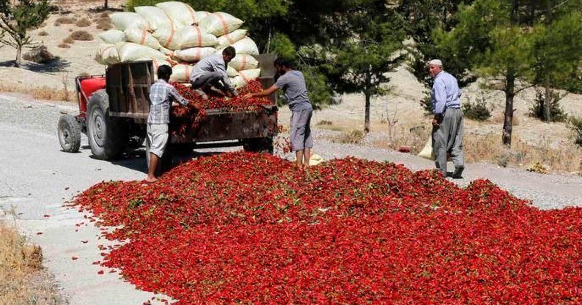 صور‬: طريق الفلفل الأحمر