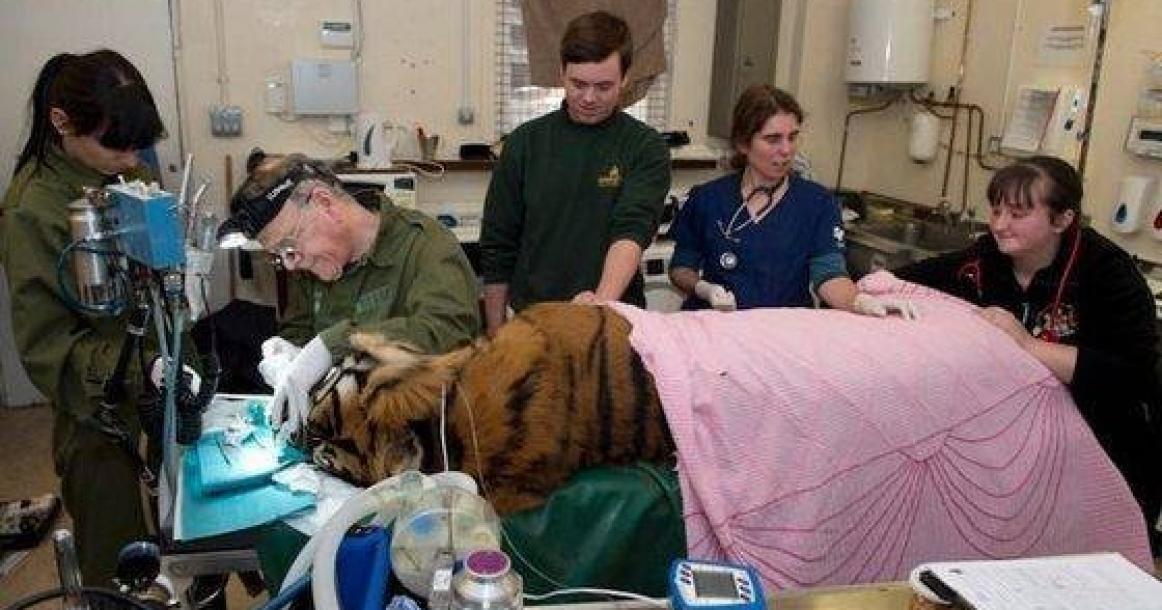 صور: عملية جراحية لأسنان نمر يزن 127 كيلو