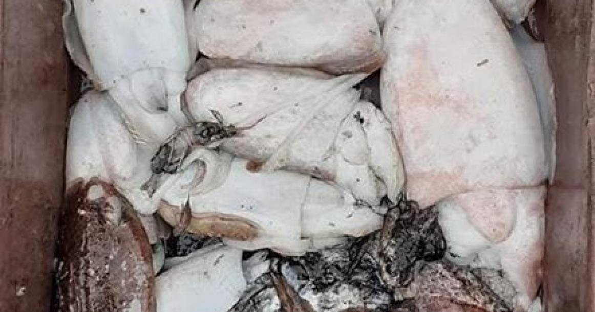 صيد الأسماك صباح اليوم السبت في قطاع غزة
