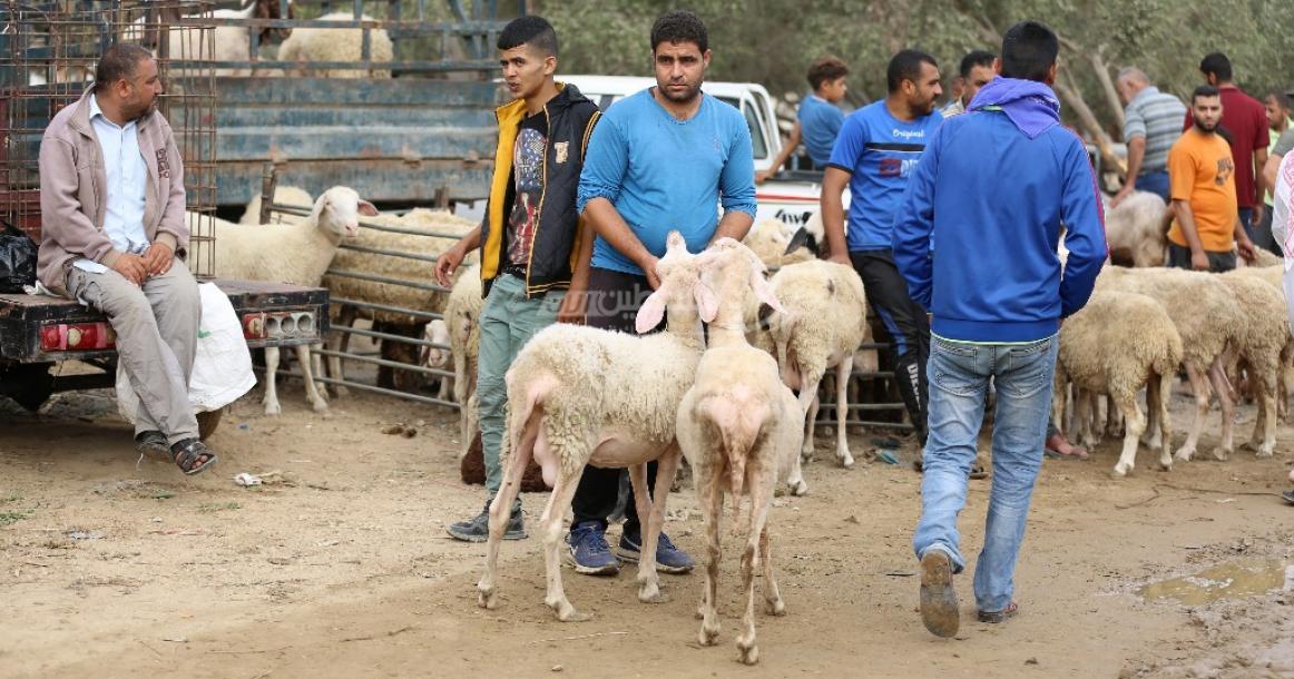 رغم توفّرها.. إقبال ضعيف على الأضاحي في المنطقة الوسطى