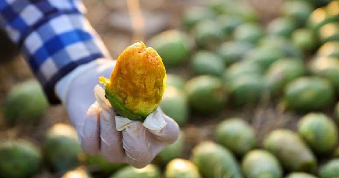 قطف ثمار الصبر في رام الله