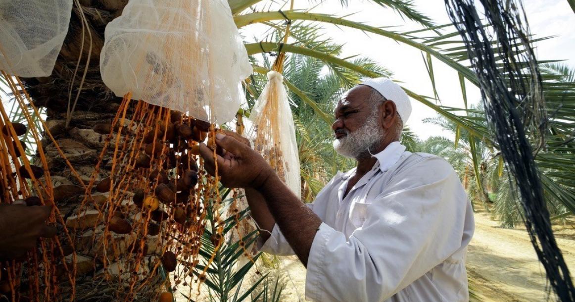 موسم قطف البلح يحل في مصر