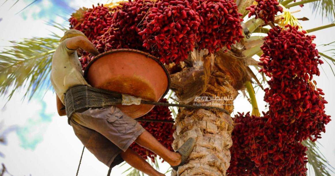 موسم قطف ثمار البلح في قطاع غزة