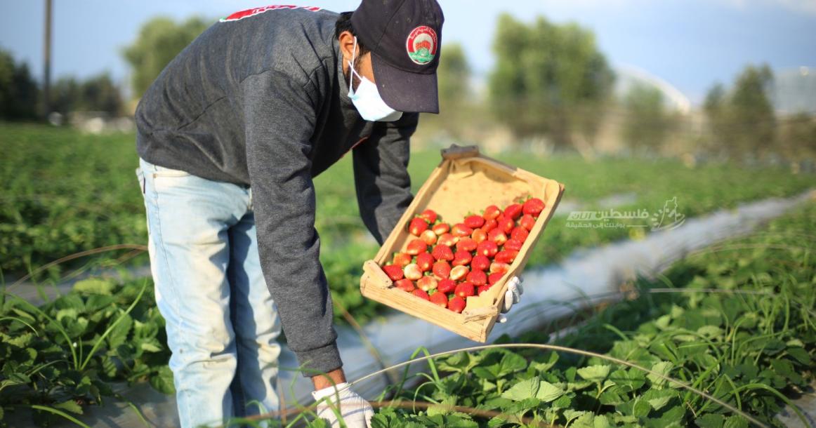 بدء موسم الفراولة في قطاع غزة