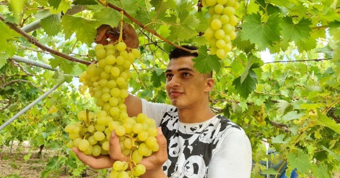 موسم قطف العنب في قطاع غزة