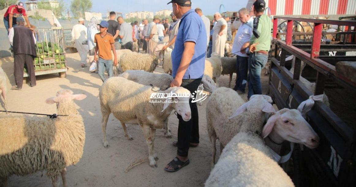 صور من أحد أسواق الأضاحي في قطاع غزة قبيل أيام من عيد الأضحى المبارك.