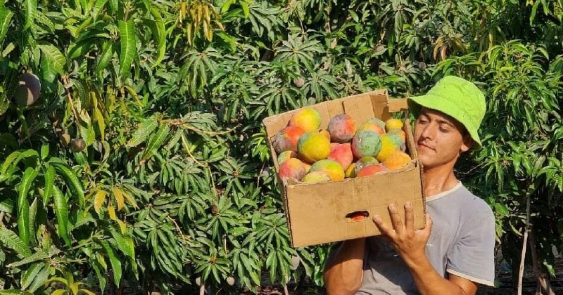 قطف محصول فاكهة المانجا في غزة