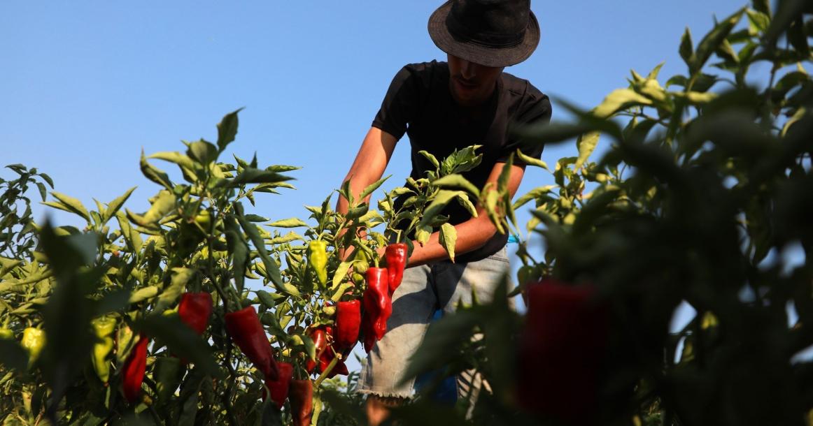 مزارعون يجمعون محصول الفلفل الأحمر بغزة