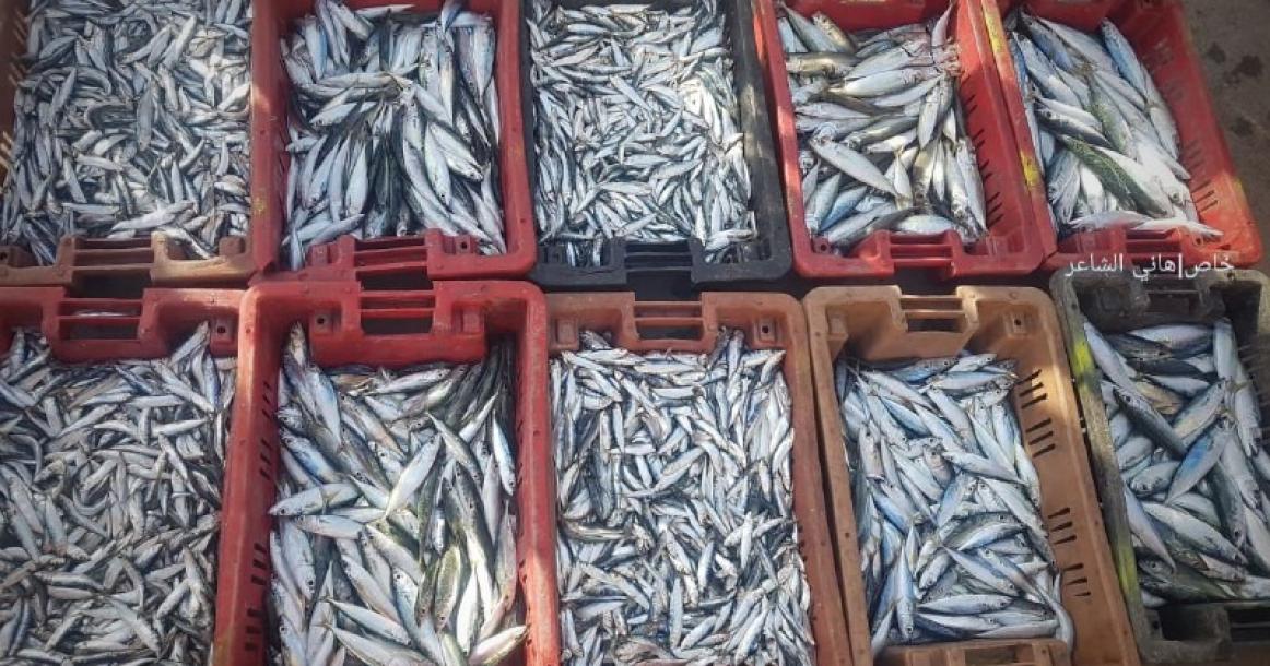 خيرات ميناء الصيادين في بحر مدينة رفح جنوبي قطاع غزة