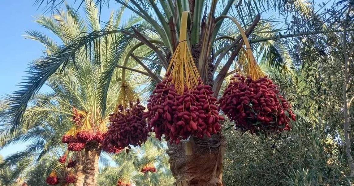 من موسم البلح في قطاع غزة