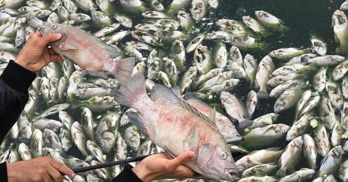 مواطن من خانيونس يتعرض لخسارة كبيرة بعد نفوق أكثر من 3.5 طن من سمك مزرعته
