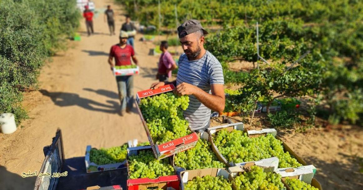 بدء موسم قطف ثمار العنب في قطاع غزة.