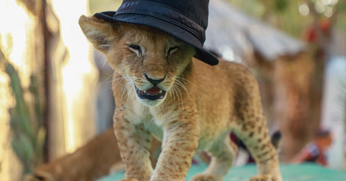 أنثى الأسد تضع شبلان في حديقة رفح الترفيهية جنوبي قطاع غزة