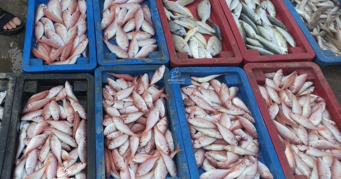 صيد وفير لأنواع مختلفة من الأسماك ببحر مدينة غزة صباح اليوم