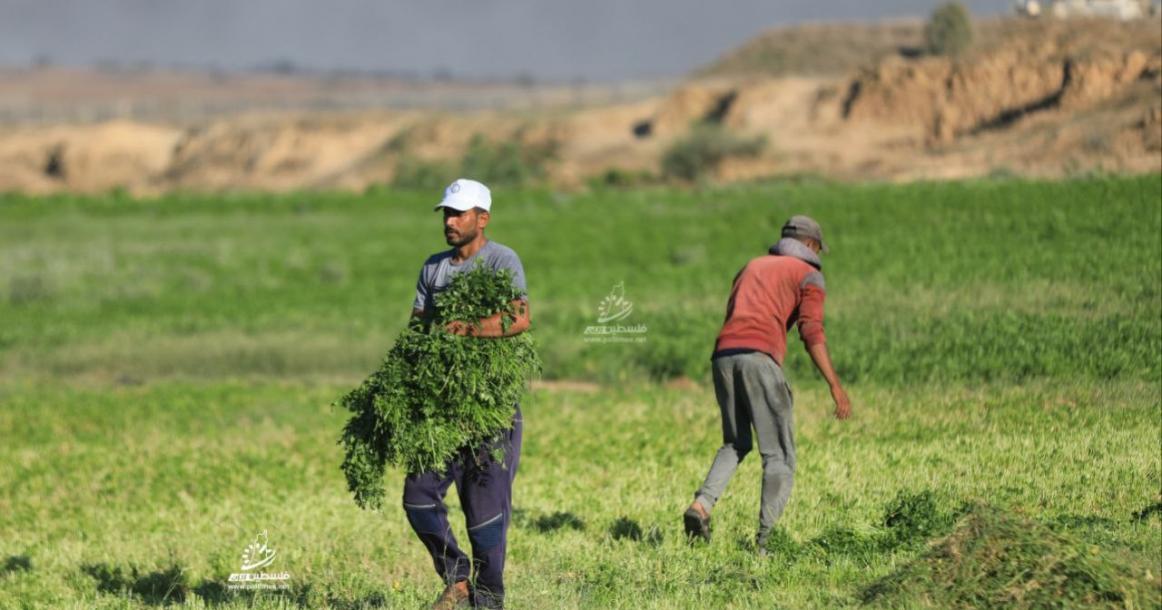 مزارعون يعملون في أرضهم على الحدود الشرقية لمخيم البريج وسط قطاع غزة