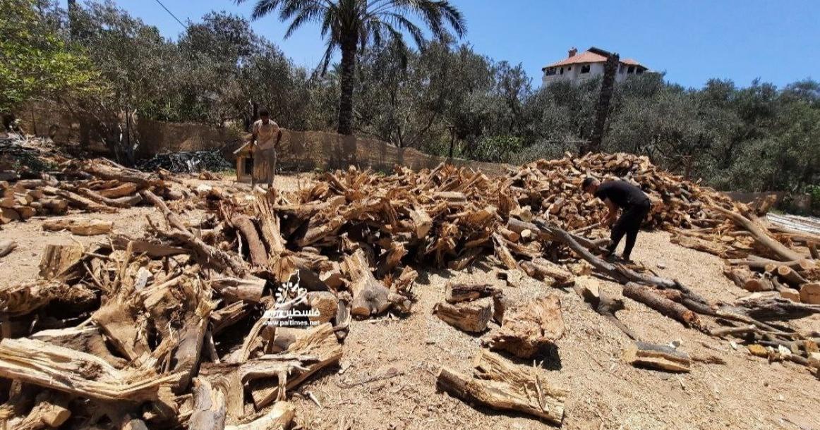 الحطب بديل غاز الطهي في قطاع غزة بسبب النقص الحاد في أنابيب الغاز في القطاع جرّاء الحرب التي تشنها "إسرائيل" منذ 260 يومًا.