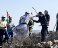 مستوطنون يعتدون على أراضي الفلسطينيين في الخليل