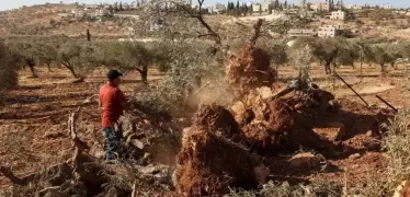 اقتلاع أشجار الضفة