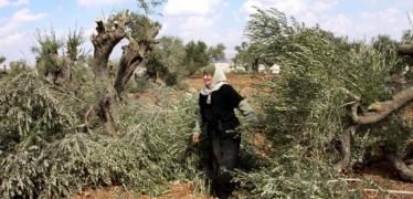 تجريف أشجار الزيتون