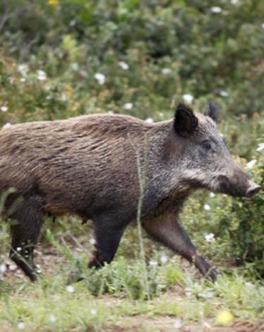 الخنازير البرية بالضفة