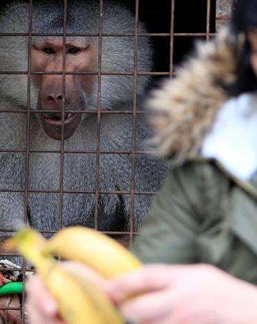 مسعود...قرد بابون يقيم في مأوى للكلاب في لبنان ويحلم بموطنه