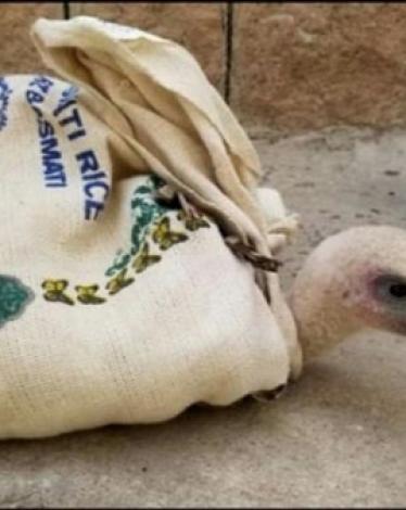 النسر-الذي-اتهم-بالتجسس-في-اليمن-