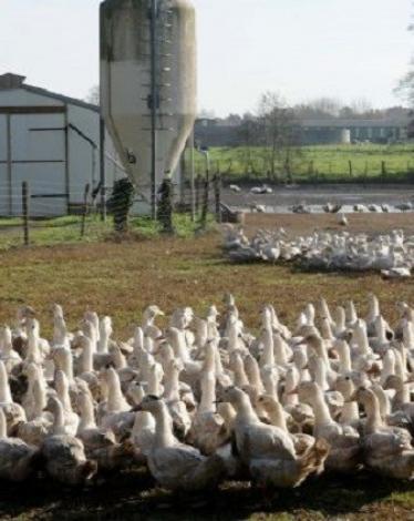 اليابان تعدم أكثر من 300 ألف طائر