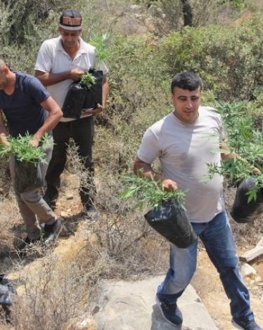 الشرطة والمخابرات تضبطان 250 شتلة ماريجوانا في رام الله