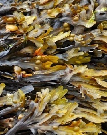 الفطر البحري