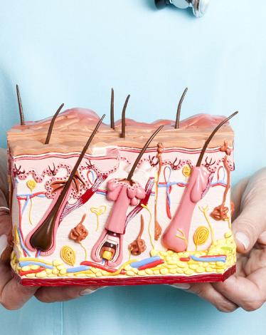 حقائق عن الجلد