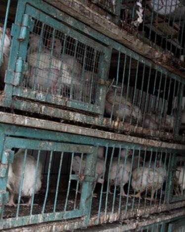 الخليل - مراسلتنا