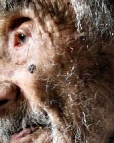 أقدم إنسان حي على وجه الأرض