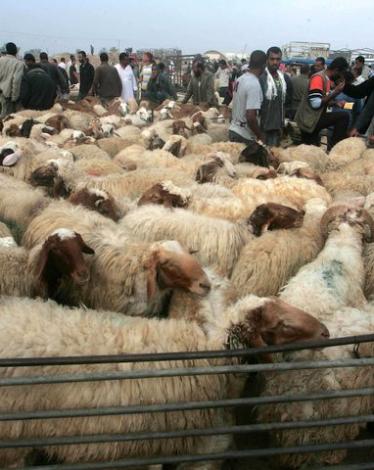 3165edc97ca6b5c28c2b35c6fc30174d