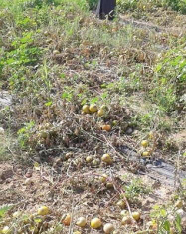 اشتال-محاصيل-بندورة-أتلفها-الصقيع-في-وادي-الاردن-_