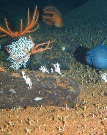 566fe0a2c461886a358b45cc