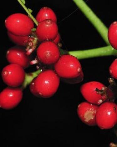 نبتة أسترالية تقضي على السرطان