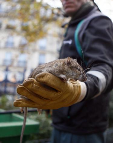 فئران ضخمة بوزن 9 كيلوغرام تهدد كاليفورنيا