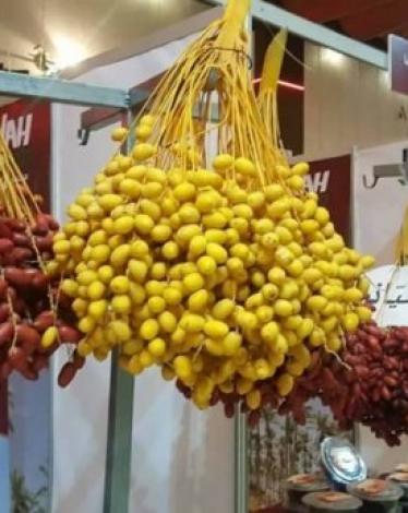 موسم البلح.. مصدر دخل للآلاف من العمال في قطاع غزة
