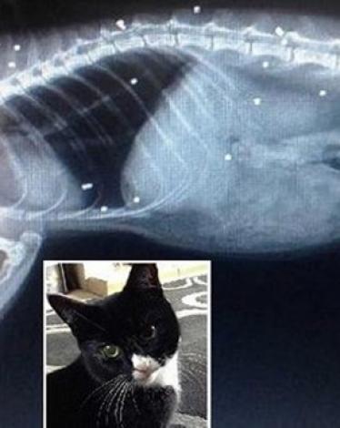 قطة تتلقى 30 رصاصة وتنجو من الموت ببريطانيا