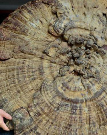 56b3655ac36188ee7b8b4590