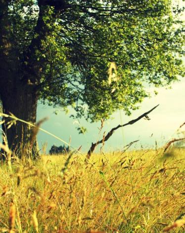 Nature_Seasons_Summer_Wheat_field_in_the_summer_036620_