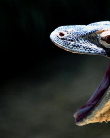 دم التنين يبشر بعلاج أمراض مستعصية مستقبلا