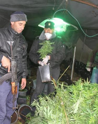 ضبط 3500 شتلة 