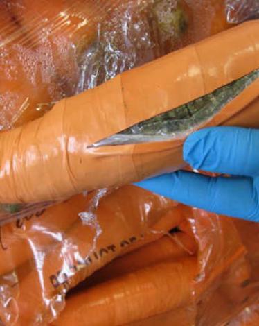 160113182551-marijuana-carrots-texas-border-patrol-exlarge-169